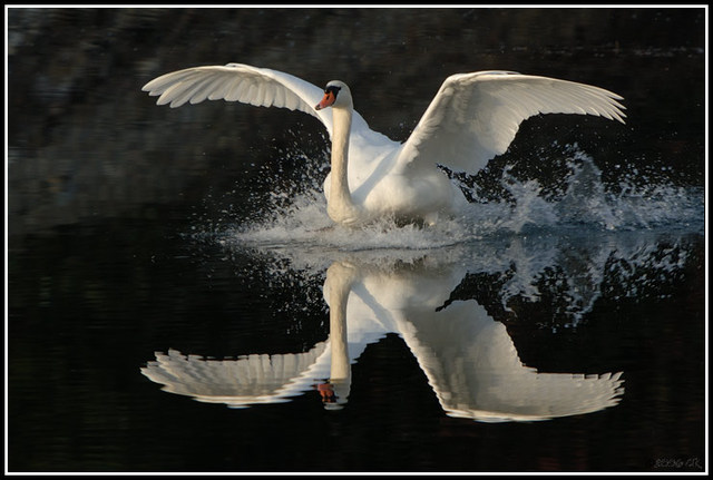 cygne